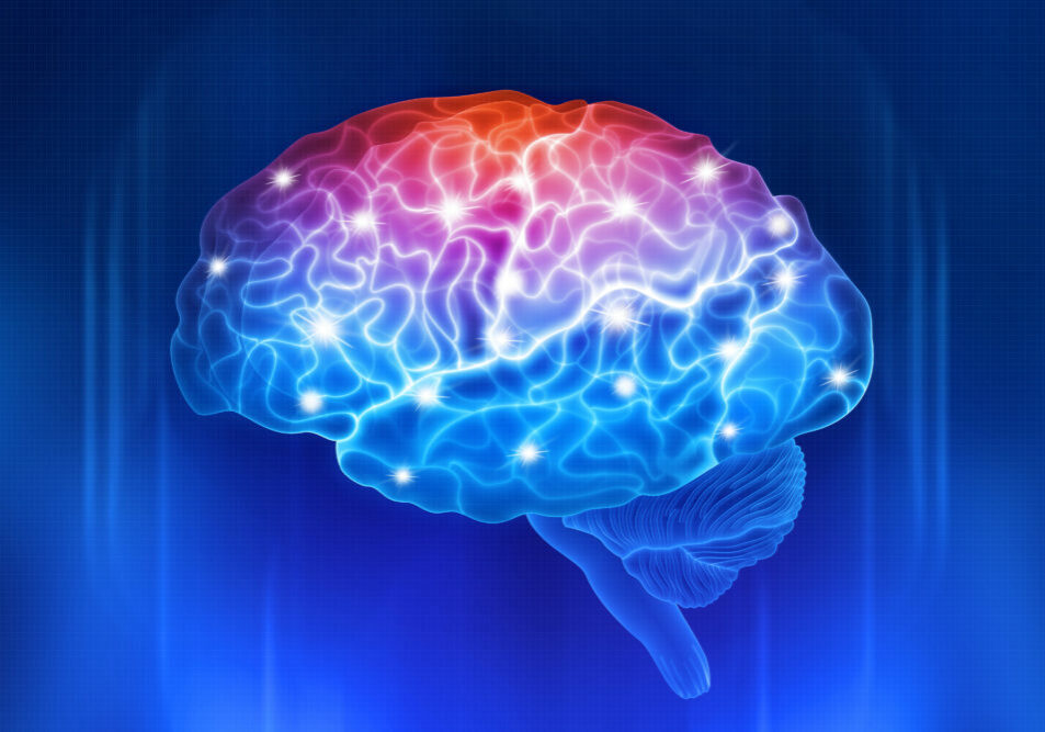 hjernen-battlefield acupuncture- kinesiologi-auriculoterapi-gedved